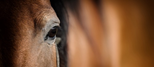 joint supplements for horses